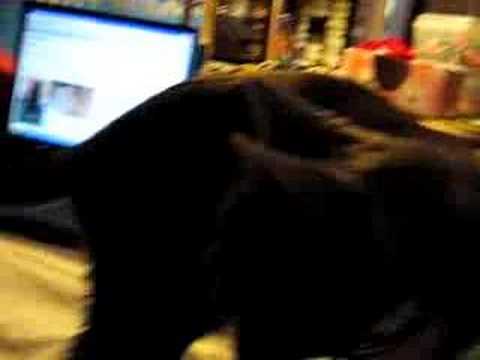 Cid and Bebe playing together