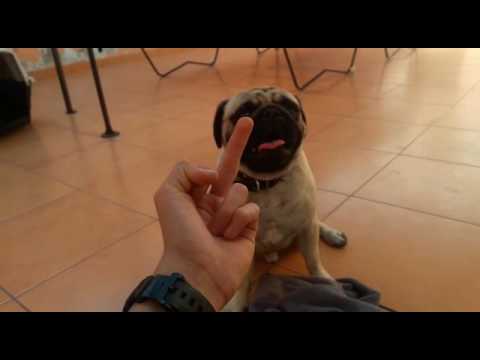 Flicking middle finger of my pug