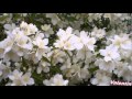 Primavara japoneza-Karunesh 
