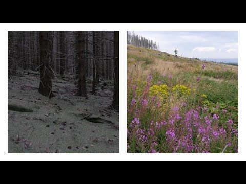 Keine Angst vorm "neuen" Harz....Fichtenmonokulturen werden zu blühenden Landschaften