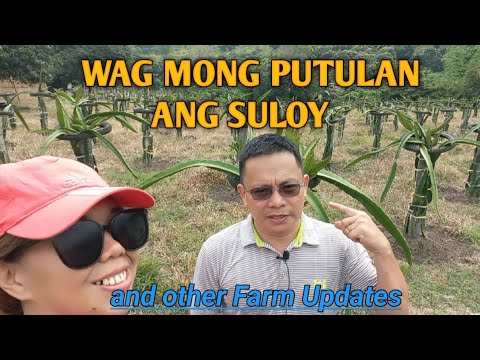 Para MAMUNGA in  7 MONTHS ang  DRAGON FRUITS  mo, WAG mong PUTULAN ang SULOY!