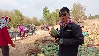 រថយន្តពីរធំៗដឹកឪឡឹកទៅលក់នៅប្រទេសវៀតណាម ពេលបានតម្លៃថោកពេកមួយគីឡូ 100    ｜ By ព័ត៌មានភ្នំពេញប្រេស ផ្សា