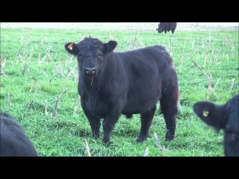 Cabaña San Roman - Toros 2013 - Junio