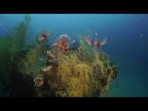 Sangat Island Dive Resort - Diving Overview (Official)