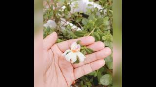 Download lagu In-Team | Halimatus Saadiah mp3