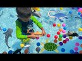 Ocean Animals Collection In Colorful Balls Pool Sink Or Float Jeremy And Twin Brothers