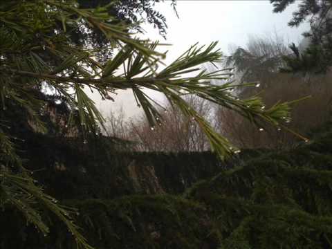 Belfast Food - Foggy Dew