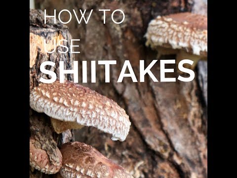 How to Use Fresh Shiitake Mushrooms