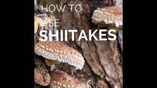 How to Use Fresh Shiitake Mushrooms