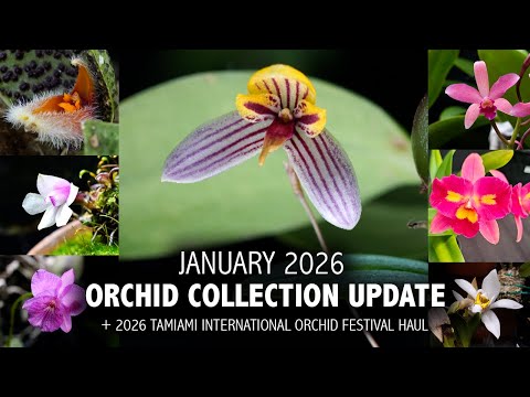 Orchid Collection Update - January 2026 | MASSIVE Tamiami International Orchid Festival Haul!