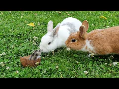 Meine drei Lieblinge 🐇💖🐰💖🐹💖