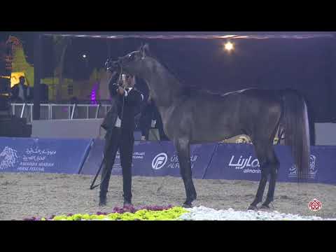 N 247 MIRSAL AL SAYED   Asharqia Arabian Horse Classic 2020   Colts 3 Years Old Class 9