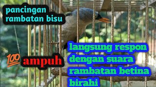 Download lagu pancingan rambatan paruh merah betina memanggil jantan mp3 Download lagu pancingan rambatan paruh merah betina memanggil jantan mp3