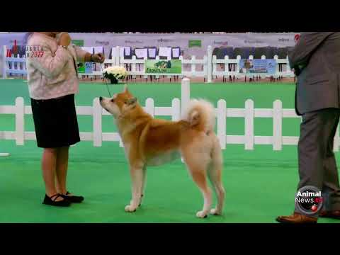 International Busto Arsizio 2017 - Saturday - Akita