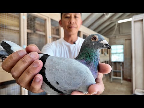 Delivering my One Loft Race entries to AGN | EP 004 #ceyxloft #pigeonracing #racingpigeons