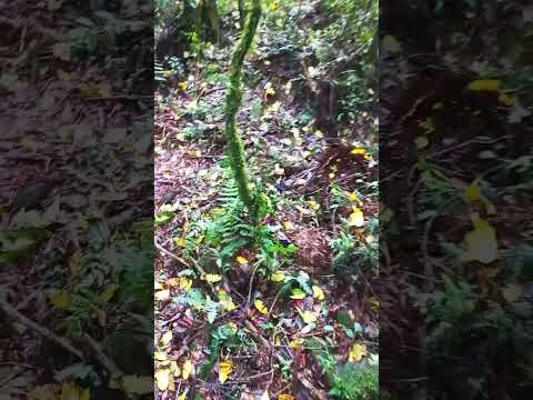 Natureza na serra gaúcha , Nova Prata - RS