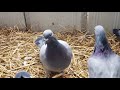 Fiona | Racing homer Pigeon