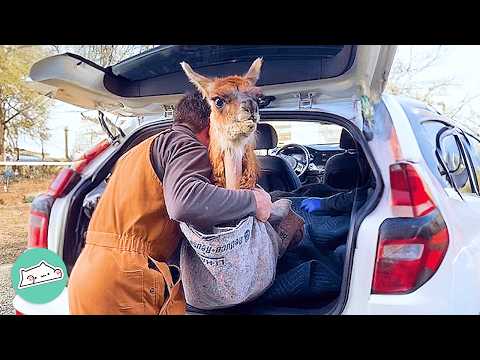 Woman Saves Wild Guanaco From Auction, Now All She Wants Is Carrots | Cuddle Buddies