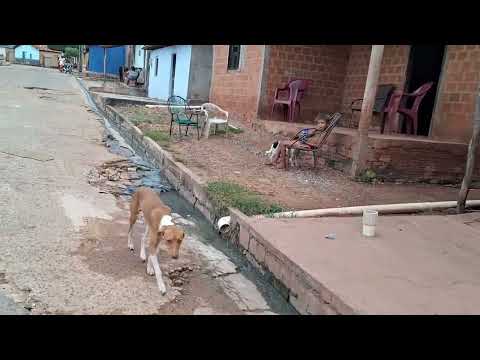 Moradores do triângulo da codipi, em Uruçuí-Piauí, pedem a limpeza do terreno baldio.