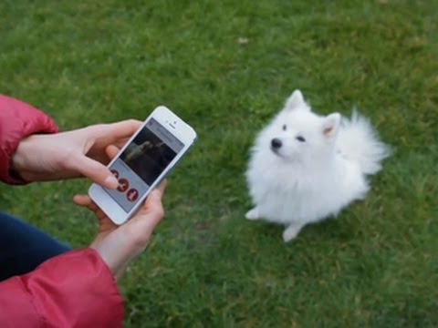 Crave - App turns you into the dog whisperer, Ep. 148