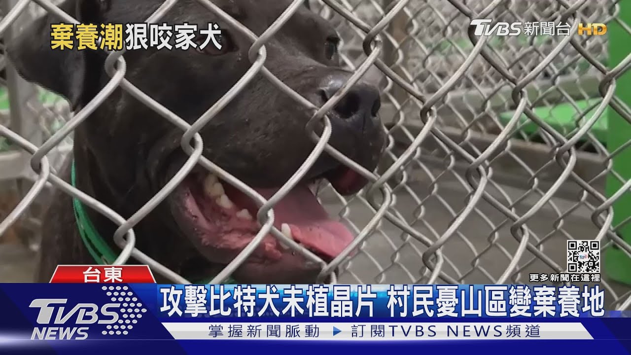 小黑咬小黑!未植晶片比特犬闖台東山區 咬死家犬