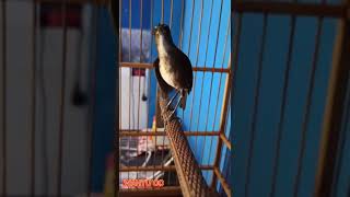 Download lagu cingcoang / jongkangan coklat gacor teler #animals #birds #fyp mp3 Download lagu cingcoang / jongkangan coklat gacor teler #animals #birds #fyp mp3