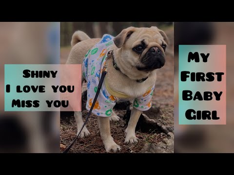 Dogs deserves much better || life of a pet parent in society || storytelling 