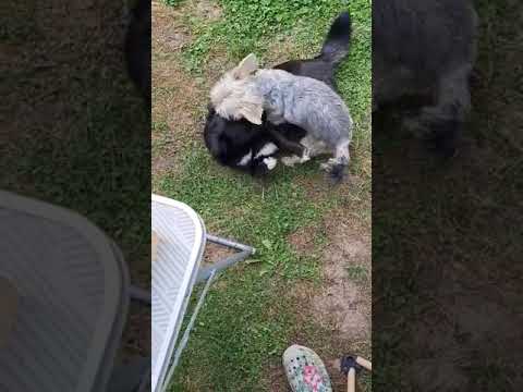 2 kleine Hunde spielen miteinander. Teil 2 von 3