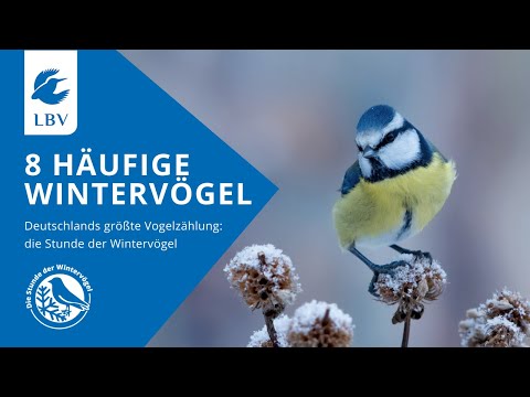 8 Vögel im Winter: Amsel, Spatz, Feldsperling, Rotkehlchen, Kohlmeise, Blaumeise, Buchfink, Grünfink