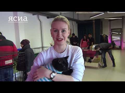 «Счастье в каждый дом». В Якутске проходит акция по устройству домашних животных