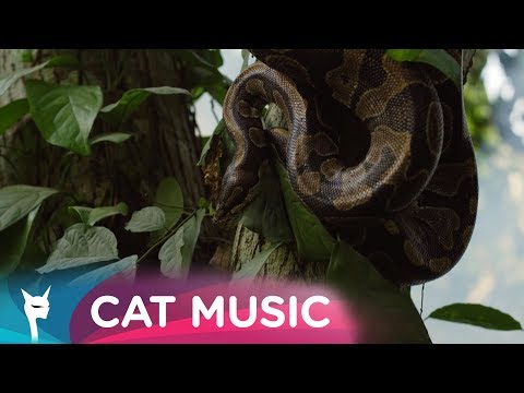 {Foreign Dreams} {Foreign Dreams} Best Songs