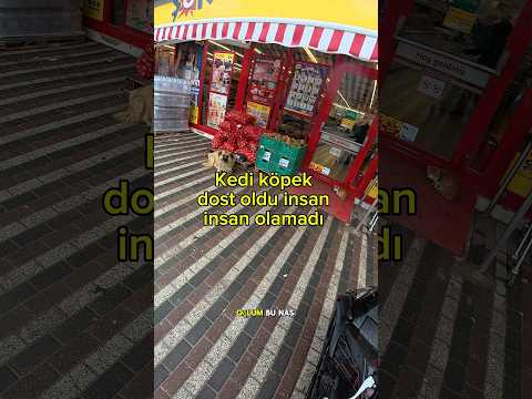 Bi anda çoğalan  kediler #motovlo #youtubeshorts #yavruhayvanlar