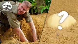 RARE Irwin's Turtle Eggs!