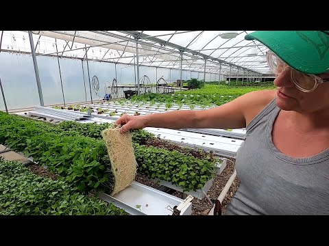 Video: How to Grow Hydroponic Microgreens