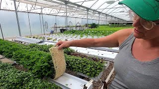 Thumbnail for video: How to Grow Hydroponic Microgreens