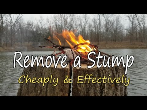 How to Remove a Stump, Cheaply & Effectively!