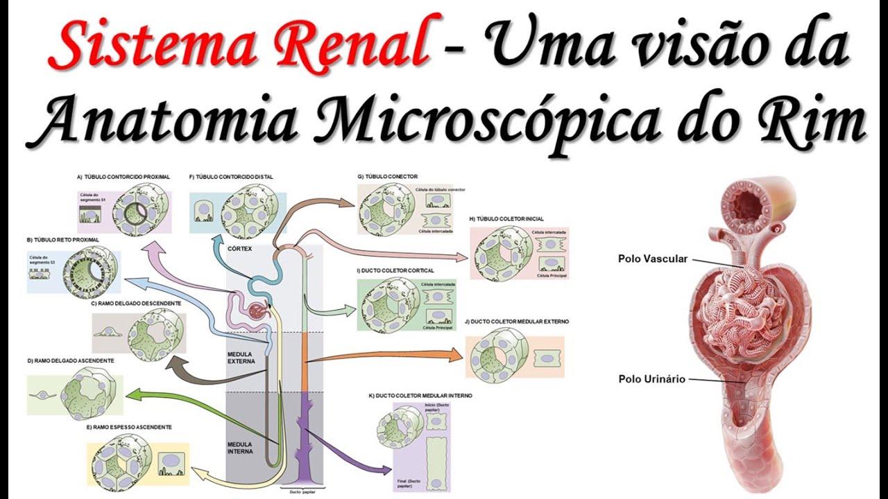 Sistema Renal - Uma visão da Anatomia Microscópica do Rim