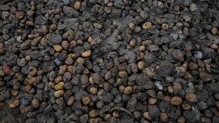 Grecia: Miles de toneladas de patatas se pudren por las importaciones de Egipto