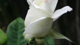 ♥ "Dahil Sa Isang Bulaklak" (Because of a Flower)