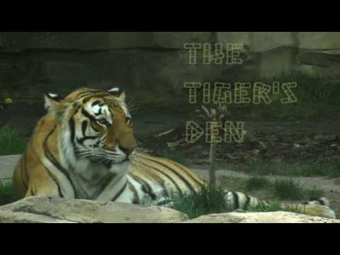 February 2nd Trade What You See with Larry Pesavento on TFNN - 2017