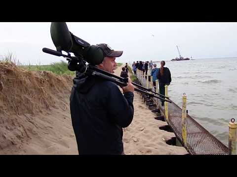 A Very Big Day with Illinois Young Birders (Endangered Species Seen)