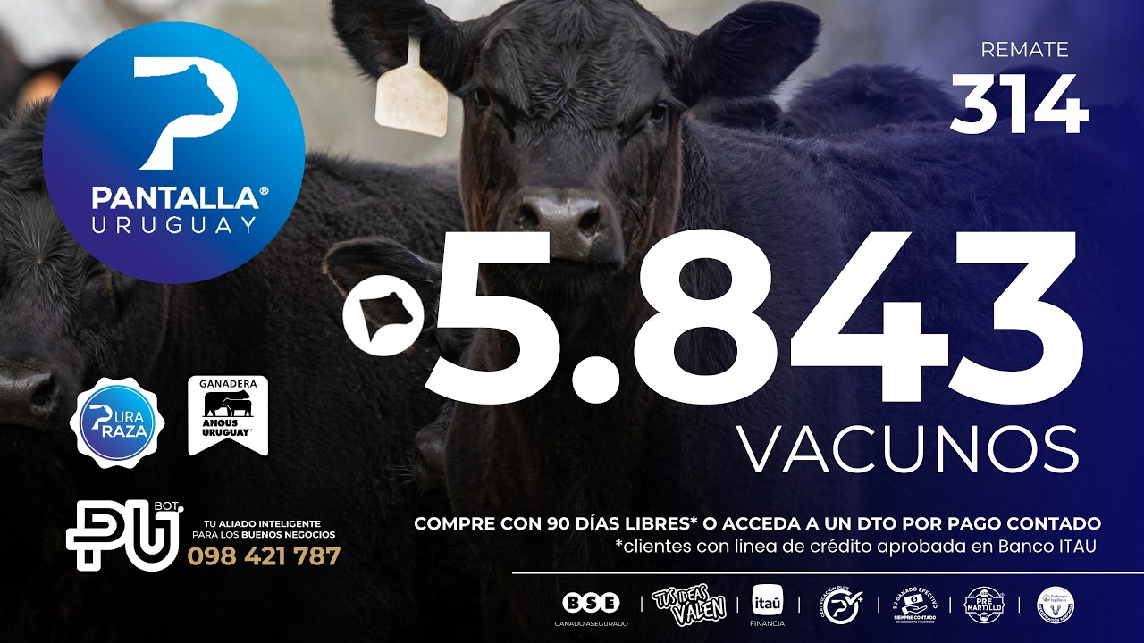 Ver transmisión en vivo