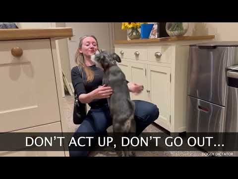 Dont Act Up (Miniature Schnauzer) - (Dua Lipa Don't Start Now Parody)