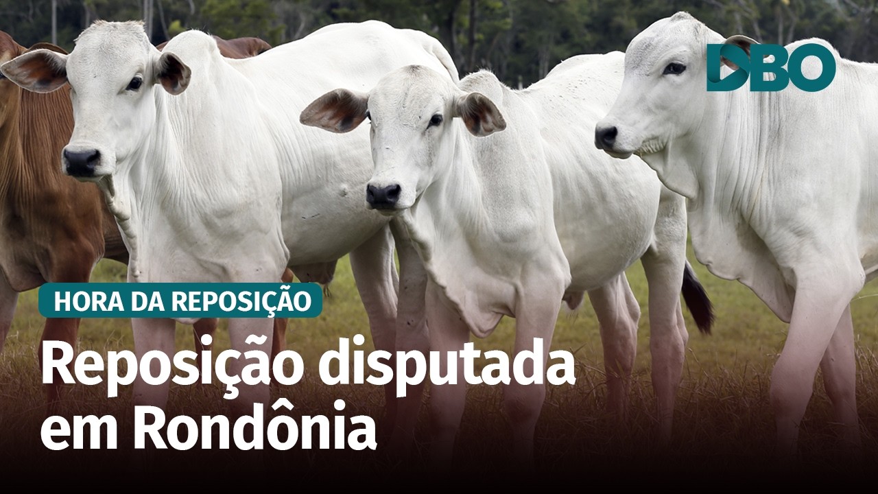 Falta de bezerros deve manter preços em alta em Rondônia