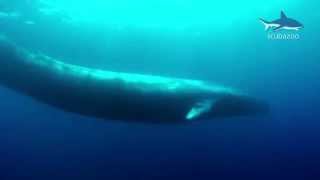 Amazing Blue Whale - the Biggest Whale in the World!