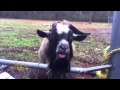 Billy Goat Groan