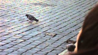 Historia de una paloma en el Vaticano