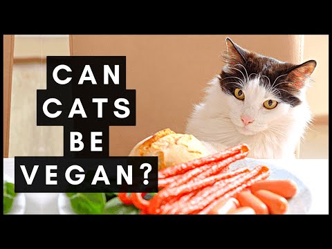 Can Cats be Vegan? Here's what you need to know!