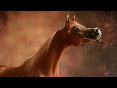 DELIGHT’S DIVAH RB Menton 2015 ديلايتس ديفاه آر بي منتون