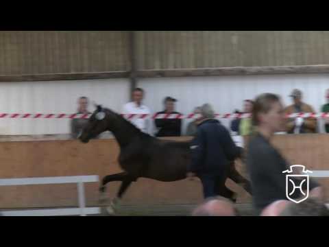 021 Holsteiner Stute von Contendro I - Leandro - Coriolan